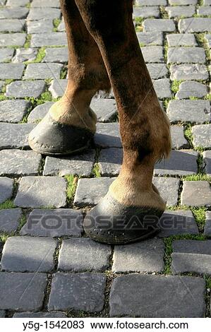 one horse standing on cobbled street in sun View Large Photo Image Stock Image - one horse standing on cobbled street in sun. Fotosearch