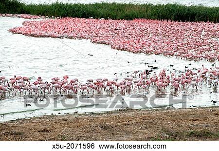 One of Kimberley's famous features is Kamfers Dam, a large pan north of the city, which is an important wetland supporting a breeding colony of Lesser Flamingos - Phoenicopterus minor. View Large Photo Image Stock Photograph - One of Kimberley's famous features is Kamfers Dam, a large pan north of the city, which is an important wetland supporting a breeding colony of Lesser Flamingos - Phoenicopterus minor.. Fotosearch
