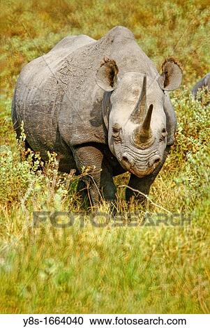 One of the few Rhinos at Massai Mara National Park View Large Photo Image Stock Image - One of the few Rhinos at Massai Mara National Park. Fotosearch