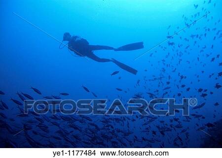 One scuba diver swimming alongside a school of sardines, Ross Atoll, Maldive Islands. View Large Photo Image Picture - One scuba diver swimming alongside a school of sardines, Ross Atoll, Maldive Islands.. Fotosearch