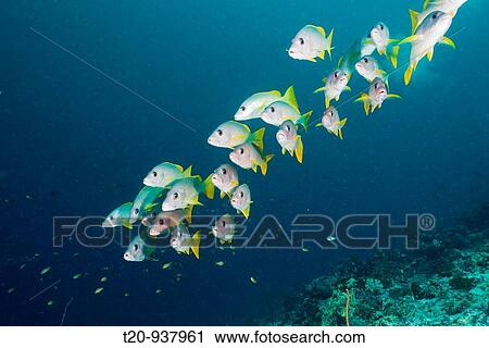 Stock Image - One-spot Snapper Schooling, Lutjanus monostigma, Medhu Faru Reef, South Male Atoll, Maldives. Fotosearch