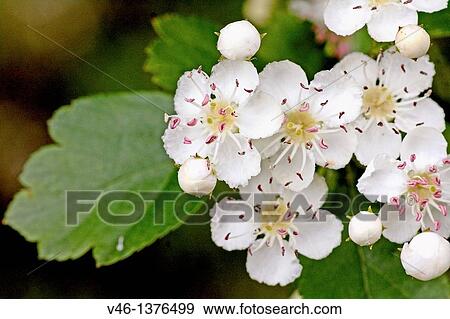 Oneseed Hawthorn, Crataegus monogyn Spray of hawthorn Blossoms crowd together Blossoms of the hawthorn can be used for making wine and honey Berries of the hawthorn are rich in vitamin C and made into syrups, jams and jellies View Large Photo Image Stock Photo - Oneseed Hawthorn, Crataegus monogyn Spray of hawthorn Blossoms crowd together Blossoms of the hawthorn can be used for making wine and honey Berries of the hawthorn are rich in vitamin C and made into syrups, jams and jellies. Fotosearch