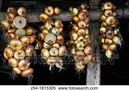 Stock Photography - Onion in a granary at Espinaredo, Asturias, Spain. Fotosearch