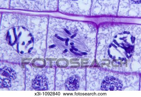 Onion mitosis root tip View Large Photo Image Stock Image - Onion mitosis root tip. Fotosearch