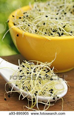 Onion sprouts View Large Photo Image Stock Photography - Onion sprouts. Fotosearch