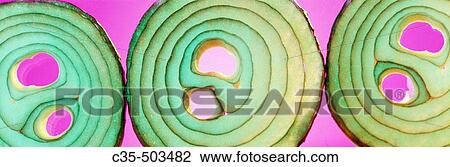 Onion View Large Photo Image Stock Image - Onion. Fotosearch
