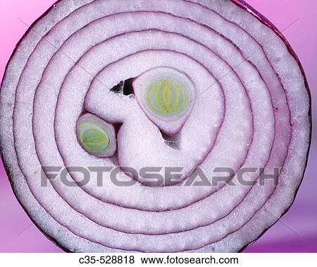 Onion View Large Photo Image Stock Photo - Onion. Fotosearch