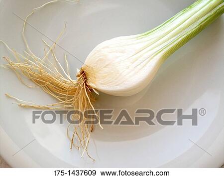 Onion View Large Photo Image Stock Photo - Onion. Fotosearch