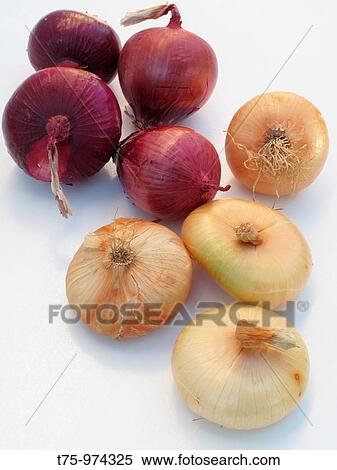 onions Allium cepa View Large Photo Image Stock Photography - onions Allium cepa. Fotosearch