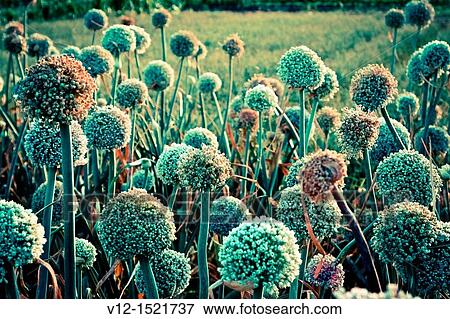 Stock Photo - Onions Flower field. Fotosearch