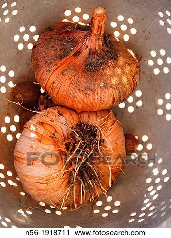 Onions in drainer View Large Photo Image Stock Image - Onions in drainer. Fotosearch