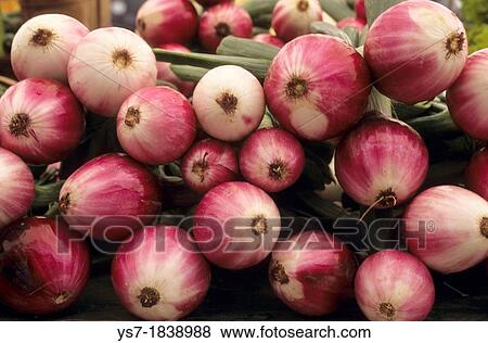 Onions sold in a street market in Montreal, Quebec, Canada, North America View Large Photo Image Stock Photo - Onions sold in a street market in Montreal, Quebec, Canada, North America. Fotosearch