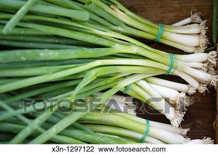 Onions View Large Photo Image Stock Image - Onions. Fotosearch