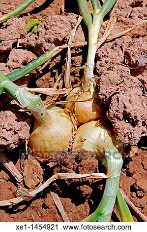 onions View Large Photo Image Stock Image - onions. Fotosearch