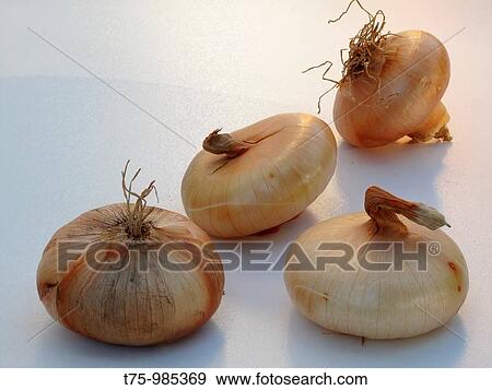 onions View Large Photo Image Stock Photo - onions. Fotosearch