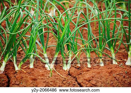 Onions View Large Photo Image Stock Photograph - Onions. Fotosearch