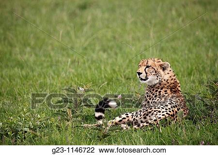 Only a Cheetah View Large Photo Image Stock Image - Only a Cheetah. Fotosearch
