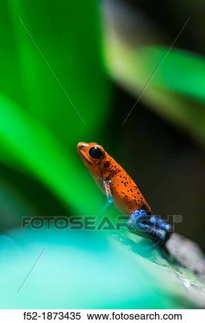 Oophaga pumilio frog, Bocas del Toro Archipelago, Bocas del Toro Province, Panama, Central America, America View Large Photo Image Stock Photography - Oophaga pumilio frog, Bocas del Toro Archipelago, Bocas del Toro Province, Panama, Central America, America. Fotosearch