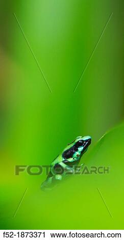 Oophaga pumilio frog, Tropical forest, Dolphin Bay, Bocas del Toro Archipelago, Bocas del Toro Province, Panama, Central America, America View Large Photo Image Stock Image - Oophaga pumilio frog, Tropical forest, Dolphin Bay, Bocas del Toro Archipelago, Bocas del Toro Province, Panama, Central America, America. Fotosearch