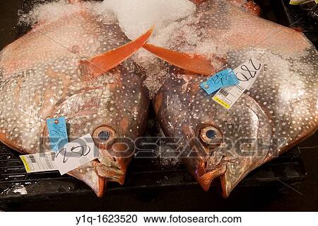 Opah, Honolulu Fish Auction, Pier 35, Honolulu harbor, Oahu, Hawaii, USA View Large Photo Image Stock Image - Opah, Honolulu Fish Auction, Pier 35, Honolulu harbor, Oahu, Hawaii, USA. Fotosearch