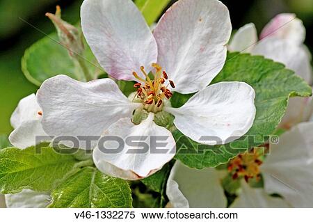 Open apple blossom Fresh apple blossom surrounded by green leaves Close-up Macro Open Blossom with detailed stamens White with pink details View Large Photo Image Stock Photography - Open apple blossom Fresh apple blossom surrounded by green leaves Close-up Macro Open Blossom with detailed stamens White with pink details. Fotosearch