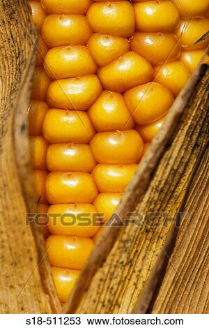 Stock Image - Open Corncob.. Fotosearch