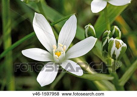 Open Pyrenes Star of Bethlehem, Ornithogalum umbellatum, Caryophyllaceae Sleepydick Single open flower with cluster of buds Small white wild flower From above Toxic plant Listed in US agriculture as noxious weed View Large Photo Image Stock Photo - Open Pyrenes Star of Bethlehem, Ornithogalum umbellatum, Caryophyllaceae Sleepydick Single open flower with cluster of buds Small white wild flower From above Toxic plant Listed in US agriculture as noxious weed. Fotosearch