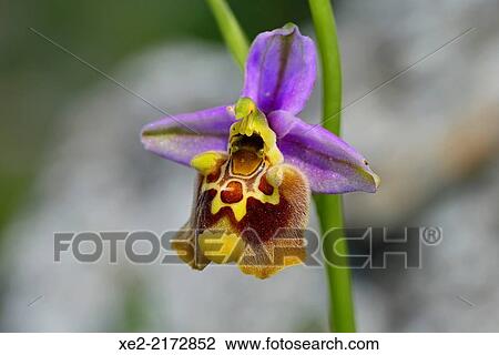 Stock Image - Ophrys episcopalis, Crete. Fotosearch