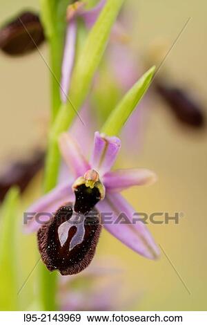 Ophrys orchid flower, Montseny, Spain. View Large Photo Image Stock Photo - Ophrys orchid flower, Montseny, Spain.. Fotosearch