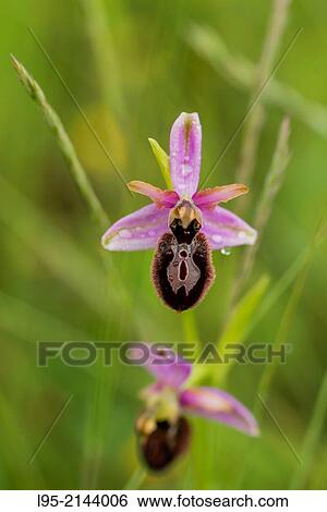 Ophrys orchid flowers in Spring over a green grass background, Montseny, Spain. View Large Photo Image Stock Photograph - Ophrys orchid flowers in Spring over a green grass background, Montseny, Spain.. Fotosearch