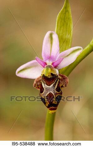 Ophrys scolopax, Spring orchid, Montseny nature reserve, Spain View Large Photo Image Stock Photo - Ophrys scolopax, Spring orchid, Montseny nature reserve, Spain. Fotosearch