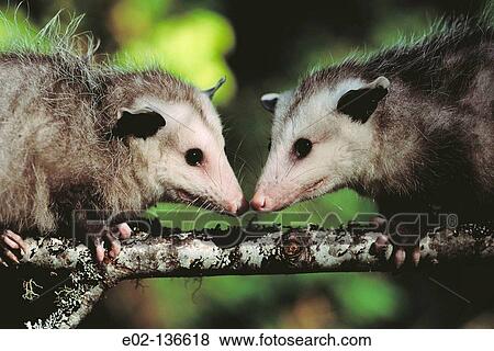 Opossum (Didelphis marsupialis). Coos Bay, Oregon, USA View Large Photo Image Stock Photo - Opossum (Didelphis marsupialis). Coos Bay, Oregon, USA. Fotosearch