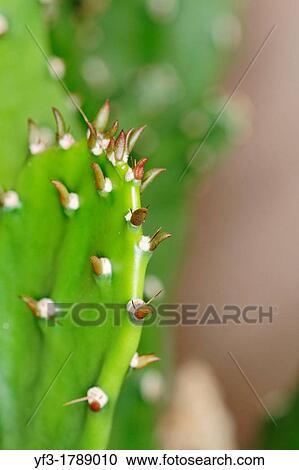Opuntia cactus. View Large Photo Image Stock Image - Opuntia cactus.. Fotosearch