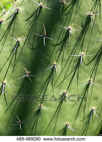 Opuntia View Large Photo Image Stock Image - Opuntia. Fotosearch