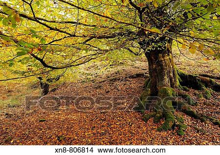 Orabidea is a forest spot, located in Baztan, an area of the north of Navarra, close to the French border. There is a path at the end of Orabidea's road leading to the Hell's Mill (Infernuko Errota) built on the river. View Large Photo Image Picture - Orabidea is a forest spot, located in Baztan, an area of the north of Navarra, close to the French border. There is a path at the end of Orabidea's road leading to the Hell's Mill (Infernuko Errota) built on the river.. Fotosearch