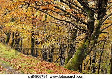 Orabidea is a forest spot, located in Baztan, an area of the north of Navarra, close to the French border. There is a path at the end of Orabidea's road leading to the Hell's Mill (Infernuko Errota) built on the river. View Large Photo Image Stock Image - Orabidea is a forest spot, located in Baztan, an area of the north of Navarra, close to the French border. There is a path at the end of Orabidea's road leading to the Hell's Mill (Infernuko Errota) built on the river.. Fotosearch