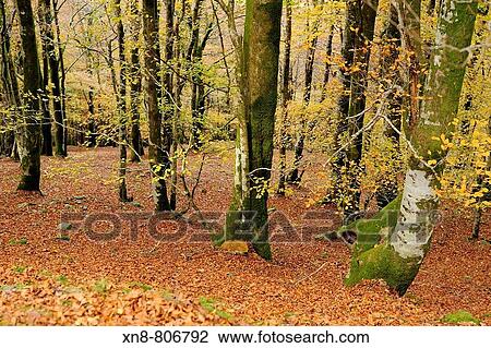 Orabidea is a forest spot, located in Baztan, an area of the north of Navarra, close to the French border. There is a path at the end of Orabidea's road leading to the Hell's Mill (Infernuko Errota) built on the river. View Large Photo Image Stock Image - Orabidea is a forest spot, located in Baztan, an area of the north of Navarra, close to the French border. There is a path at the end of Orabidea's road leading to the Hell's Mill (Infernuko Errota) built on the river.. Fotosearch