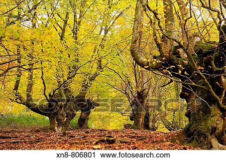 Orabidea is a forest spot, located in Baztan, an area of the north of Navarra, close to the French border. There is a path at the end of Orabidea's road leading to the Hell's Mill (Infernuko Errota) built on the river. View Large Photo Image Stock Image - Orabidea is a forest spot, located in Baztan, an area of the north of Navarra, close to the French border. There is a path at the end of Orabidea's road leading to the Hell's Mill (Infernuko Errota) built on the river.. Fotosearch
