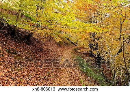 Orabidea is a forest spot, located in Baztan, an area of the north of Navarra, close to the French border. There is a path at the end of Orabidea's road leading to the Hell's Mill (Infernuko Errota) built on the river. View Large Photo Image Stock Image - Orabidea is a forest spot, located in Baztan, an area of the north of Navarra, close to the French border. There is a path at the end of Orabidea's road leading to the Hell's Mill (Infernuko Errota) built on the river.. Fotosearch