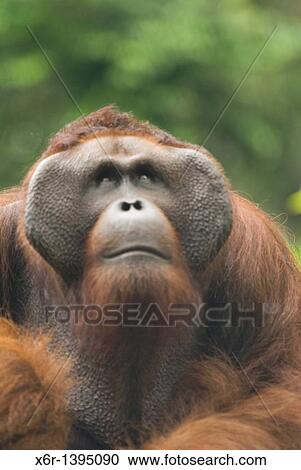 Orang -Hutan of Borneo Sarawak Malaysia View Large Photo Image Stock Image - Orang -Hutan of Borneo Sarawak Malaysia. Fotosearch