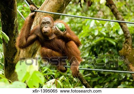 Orang -Hutan of Borneo Sarawak Malaysia View Large Photo Image Stock Photography - Orang -Hutan of Borneo Sarawak Malaysia. Fotosearch