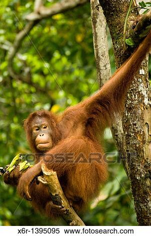 Stock Photography - Orang -Hutan of Borneo Sarawak Malaysia. Fotosearch