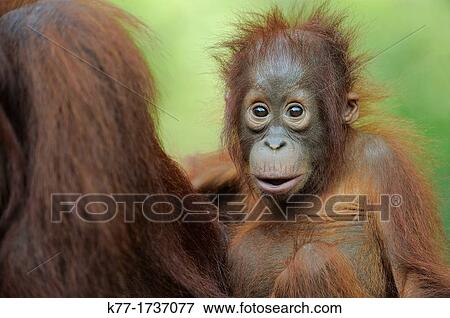 Stock Photo - Orang Utan, Baby Pongo pygmaeus, Tanjung Puting National Park, Province Kalimantan, Borneo, Indonesia. Fotosearch