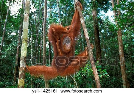 ORANG UTAN pongo pygmaeus, FEMALE HANGING FROM BRANCH, BORNEO View Large Photo Image Stock Image - ORANG UTAN pongo pygmaeus, FEMALE HANGING FROM BRANCH, BORNEO. Fotosearch