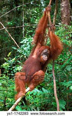 Orang Utan, pongo pygmaeus, Female hanging from Branch, Borneo View Large Photo Image Stock Image - Orang Utan, pongo pygmaeus, Female hanging from Branch, Borneo. Fotosearch
