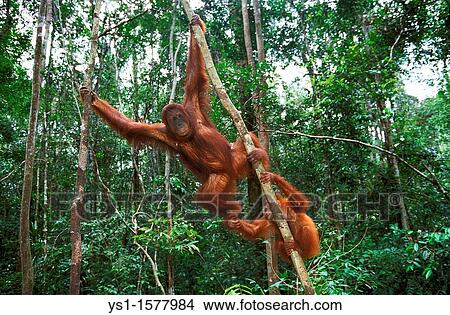 Orang Utan, pongo pygmaeus, Female with Young Hanging from Branch, Borneo View Large Photo Image Picture - Orang Utan, pongo pygmaeus, Female with Young Hanging from Branch, Borneo. Fotosearch