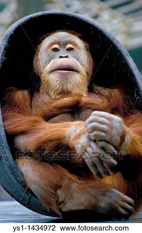 ORANG UTAN pongo pygmaeus, FEMALE, ZOO IN CALIFORNIA View Large Photo Image Stock Image - ORANG UTAN pongo pygmaeus, FEMALE, ZOO IN CALIFORNIA. Fotosearch
