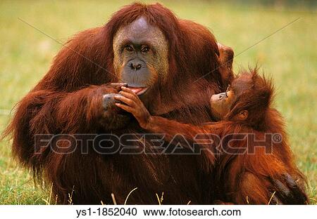 Stock Image - Orang Utan, pongo pygmaeus, Mother with Young. Fotosearch