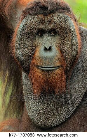 Orang Utan Pongo pygmaeus, old male, Tanjung Puting National Park, Province Kalimantan, Borneo, Indonesia View Large Photo Image Stock Image - Orang Utan Pongo pygmaeus, old male, Tanjung Puting National Park, Province Kalimantan, Borneo, Indonesia. Fotosearch