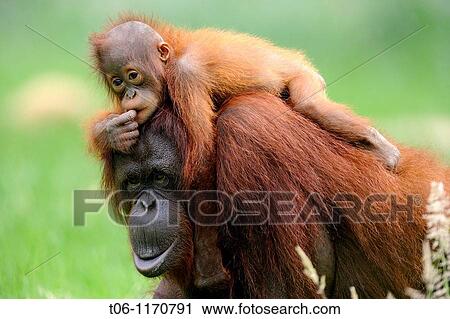 Orang utan Pongo pygmaeus pygmaeus Mother with baby native to Born? o, captive, Endangered View Large Photo Image Stock Image - Orang utan Pongo pygmaeus pygmaeus Mother with baby native to Born? o, captive, Endangered. Fotosearch